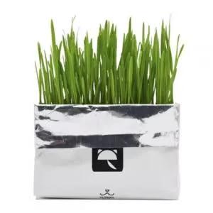 [000952] Vetreska燕麥草